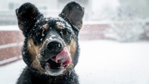 Dog in winter snow with tongue out