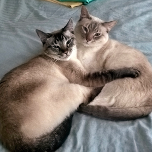 paws at home burlington vt mobile vet service dogs cats