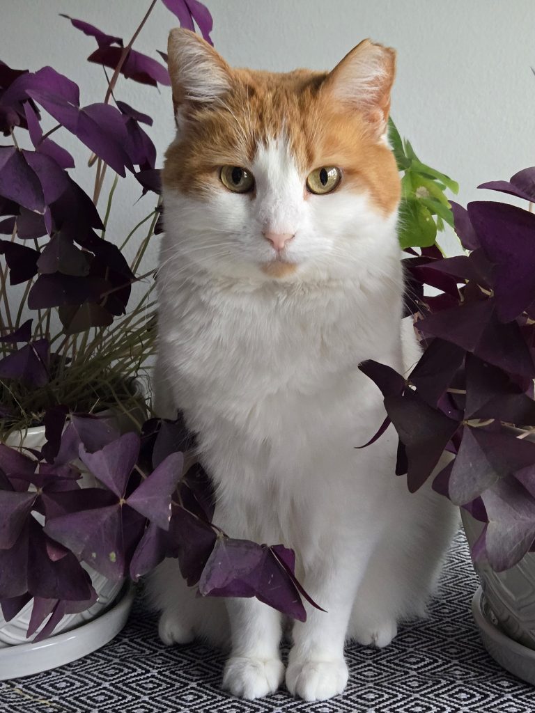 Peaches