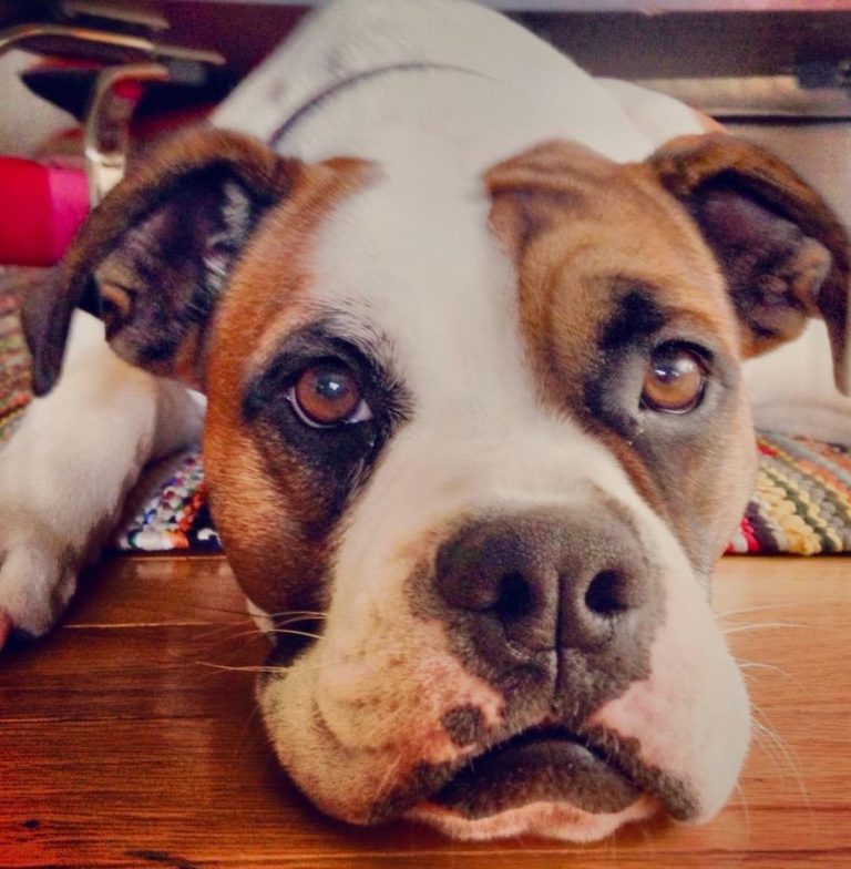Lola