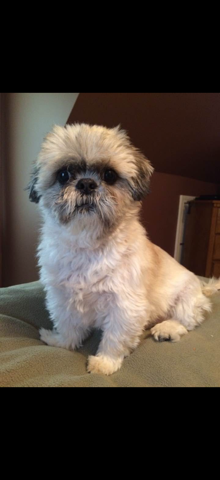 Sampson (Boo Boo) 