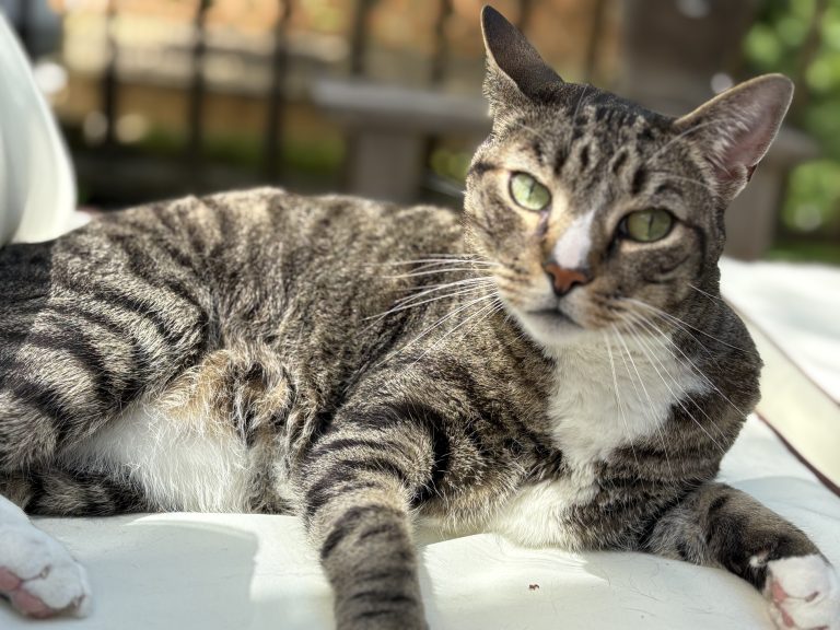 Leo aka Mister Man