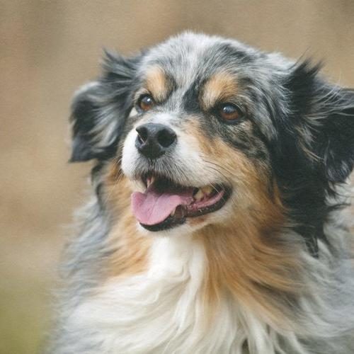 Gabe_close_up_500x500