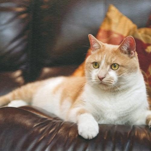 Mo_on_couch_2_500x500