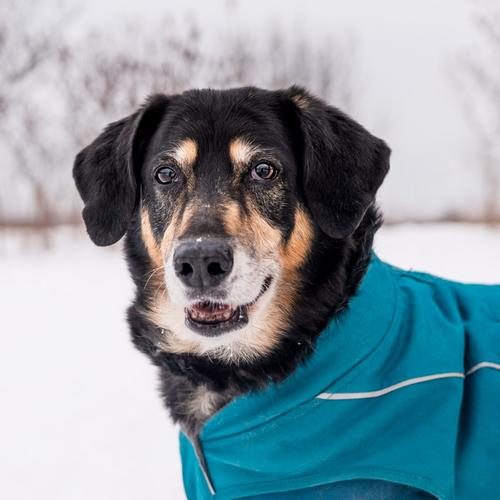 dog_in_blue_coat_500x500